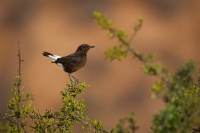 Belorit cerny - Oenanthe leucura - Black wheatear 0705